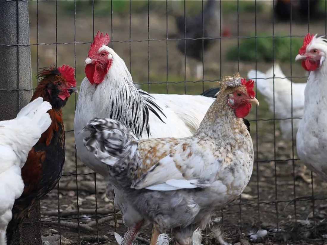 Dans la région. Plus de 1 500 tonnes d'animaux d'élevage morts à...